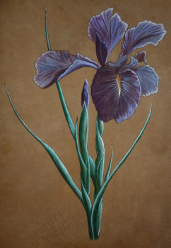 Œuvre contemporaine nommée « Iris 2011 », Réalisée par LAURENT SERRE