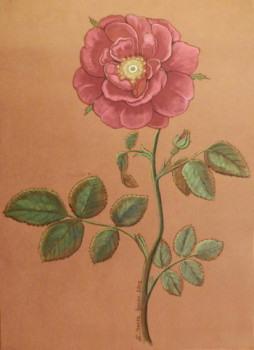 Rose ancienne 2015 Sur le site d’ARTactif