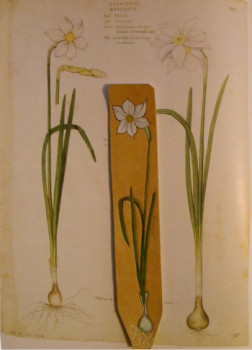 marque page Narcisse Sur le site d’ARTactif