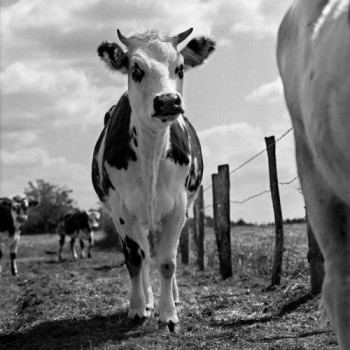 Œuvre contemporaine nommée « Vache n°19 », Réalisée par FLORENCE CHAPUIS