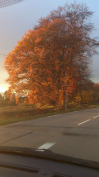 Œuvre contemporaine nommée « AUTOMNE 2016 - HAUTE CORREZE - SUR LA ROUTE DE SAINT-ANGEL N2 », Réalisée par ASGRAPHE2023