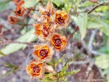 Nature 3 Sur le site d’ARTactif