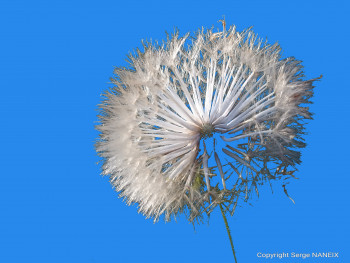 Nature 5 Sur le site d’ARTactif