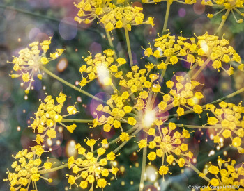 Floral 05 Sur le site d’ARTactif