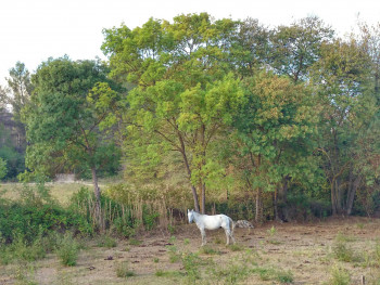 Cheval camarguais Sur le site d’ARTactif