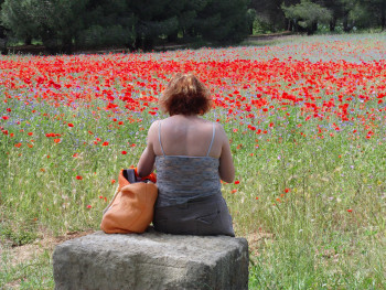 Les coquelicots Sur le site d’ARTactif