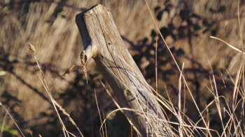 Nature morte Sur le site d’ARTactif