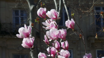 La cité des magnolias Sur le site d’ARTactif