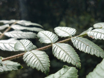 Feuilles lumièree Sur le site d’ARTactif