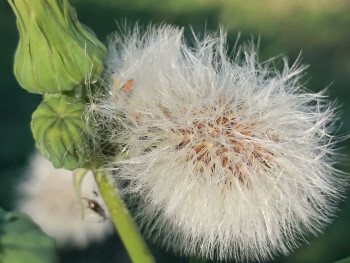 Fleursouffle Sur le site d’ARTactif