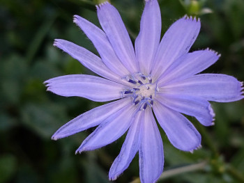 Fleur bleue Sur le site d’ARTactif