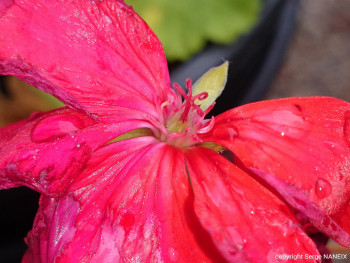Fleur de laurier Sur le site d’ARTactif