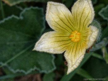 Fleur jaune Sur le site d’ARTactif