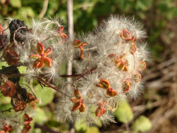 Féérie florale Sur le site d’ARTactif