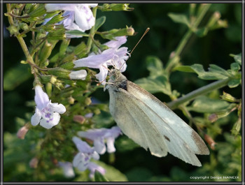 Papillon Sur le site d’ARTactif