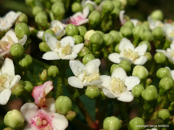 Multifleurs Sur le site d’ARTactif