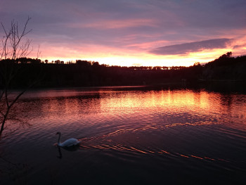 Le cygne du lac Sur le site d’ARTactif