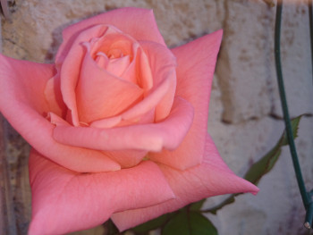 Rose d'un jour Sur le site d’ARTactif