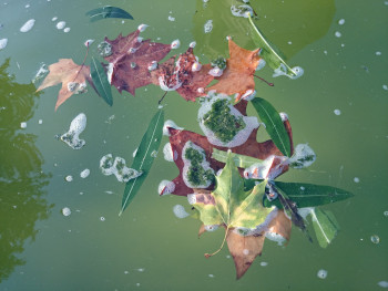 Feuilles à l'eau Sur le site d’ARTactif