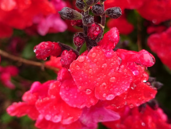 Rosée du matin Sur le site d’ARTactif