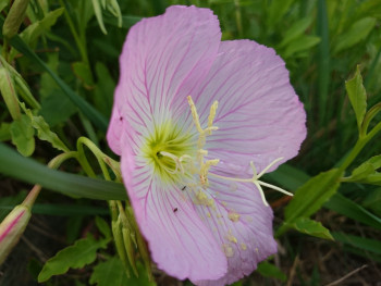 Oenothera speciosa Sur le site d’ARTactif