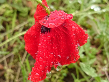 Coquelicot sous la pluie Sur le site d’ARTactif