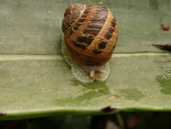 Escargot pluie Sur le site d’ARTactif