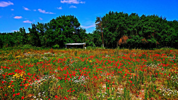 Fleurs des champs Sur le site d’ARTactif