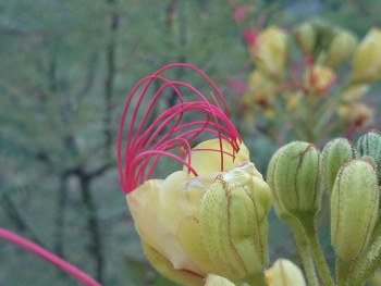 Fleur étrange Sur le site d’ARTactif