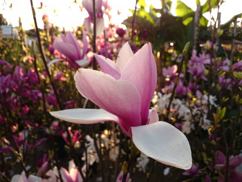 Magnolia Sur le site d’ARTactif