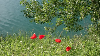 Coquelicots au bord de l'eau Sur le site d’ARTactif