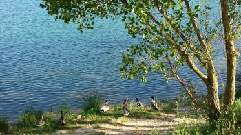 La danse des canards Sur le site d’ARTactif