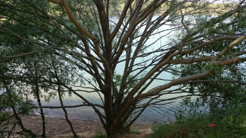 Sa majesté l'arbre 2 Sur le site d’ARTactif