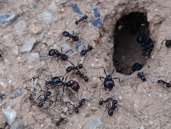 Fourmis Sur le site d’ARTactif