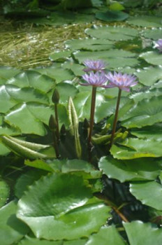 Œuvre contemporaine nommée « Plante d'eau », Réalisée par FLOPHOTOGRAPHE