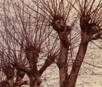 Œuvre contemporaine nommée « Le Cri des Arbres  », Réalisée par ADRIENNE JALBERT