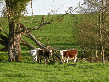 Œuvre contemporaine nommée « Arbre cassé aux vaches  », Réalisée par ADRIENNE JALBERT