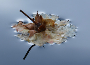 Œuvre contemporaine nommée « Nature d'un reflet 1 », Réalisée par LAMOTTE RéGIS