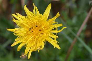 Fleur et insectes Sur le site d’ARTactif