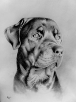 portrait de chien Sur le site d’ARTactif