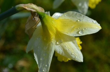 Après la pluie Sur le site d’ARTactif