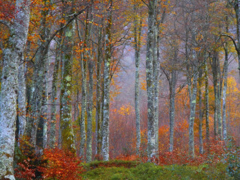 Œuvre contemporaine nommée « Arc en Bois................ », Réalisée par PHILIPPE BERTHIER