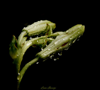 Œuvre contemporaine nommée « Bourgeons de lys sous la pluie », Réalisée par LAM.IMAGE