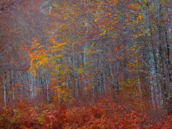 Œuvre contemporaine nommée « Painting................ », Réalisée par PHILIPPE BERTHIER