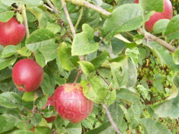 Œuvre contemporaine nommée « pommes rouges », Réalisée par ANGUS