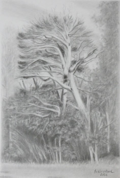 Œuvre contemporaine nommée « Un arbre en Novembre », Réalisée par DIDIER SITAUD