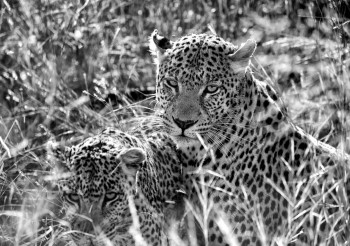 Œuvre contemporaine nommée « Couple de léopards », Réalisée par VéRONIQUE BRICOUT-DENIS