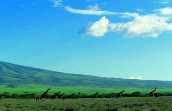 Œuvre contemporaine nommée « Troupeau de girafe kenya. », Réalisée par DOMINIQUE LEROY