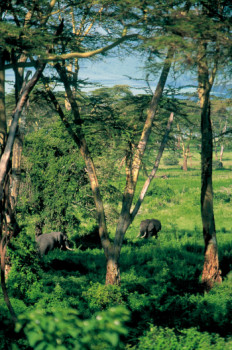 Œuvre contemporaine nommée « Couple d'éléphants dans le cratère du N'Gorongoro. Tanzanie », Réalisée par DOMINIQUE LEROY