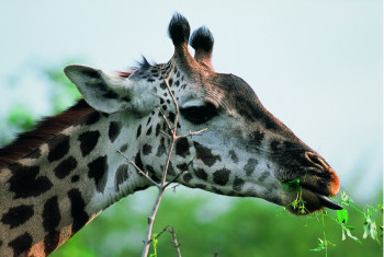 Œuvre contemporaine nommée « Girafe. Kenya », Réalisée par DOMINIQUE LEROY